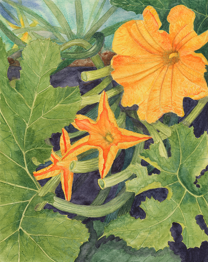 Squash Blooms Thumbnail Placeholder